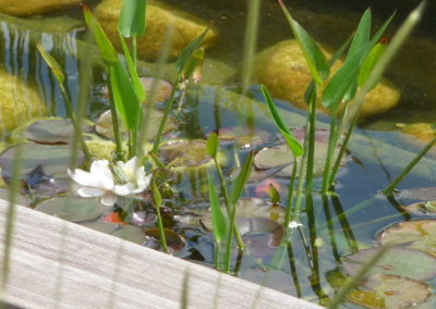 Jardin paysager Photo Bassin après